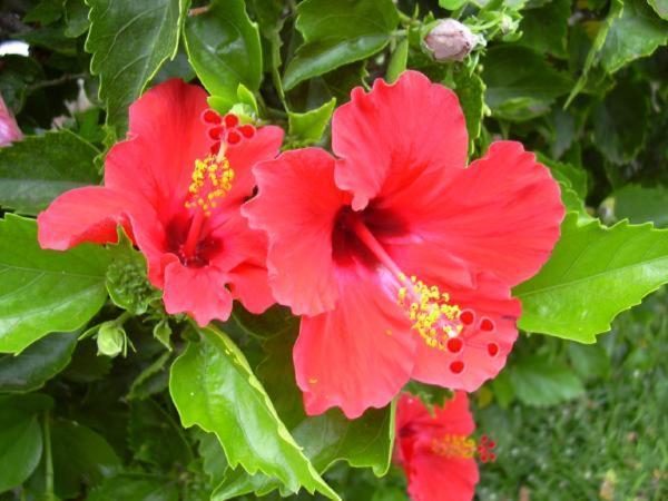 Appartement Hibiscus à Marausa Extérieur photo